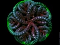 IMG571.GIF