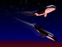 IMG519.GIF