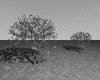 IMG515.GIF.gst.iff