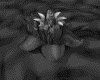 IMG512.GIF.gst.iff