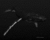 IMG490.GIF.gst.iff