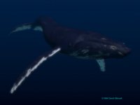 IMG490.GIF