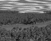 IMG481.GIF.gst.iff