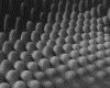 IMG477.GIF.gst.iff