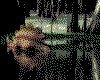 IMG473.GIF.cst.iff