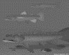 IMG453.GIF.gst.iff