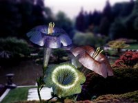 IMG412.GIF