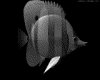 IMG371.GIF.gst.iff