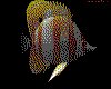 IMG371.GIF.cst.iff