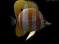 IMG371.GIF