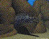 IMG345.GIF.cst.iff