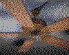 IMG321.GIF.cst.iff