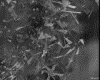 IMG308.GIF.gst.iff