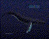 IMG246.GIF.cst.iff
