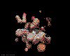 IMG239.GIF.cst.iff