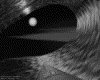 IMG229.GIF.gst.iff