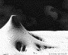 IMG171.GIF.gst.iff