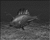 IMG170.GIF.gst.iff