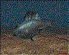 IMG170.GIF.cst.iff