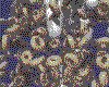 IMG160.GIF.cst.iff