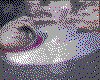 IMG140.GIF.cst.iff