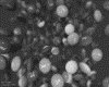 IMG121.GIF.gst.iff