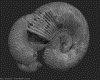 IMG114.GIF.gst.iff