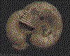 IMG114.GIF.cst.iff