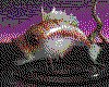 IMG034.GIF.cst.iff