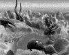 IMG013.GIF.gst.iff