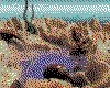 IMG013.GIF.cst.iff