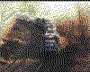 IMG039.GIF.cst.iff