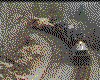 IMG028.GIF.cst.iff