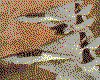 IMG051.GIF.cst.iff