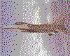 IMG048.GIF.cst.iff