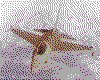 IMG047.GIF.cst.iff