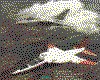 IMG035.GIF.cst.iff