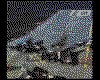 IMG033.GIF.cst.iff