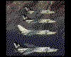 IMG025.GIF.cst.iff