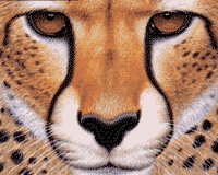 CheetahFace_250x200.ilbm