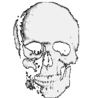 Skull_L8.bru.iff