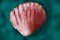 Shell2-A.iff