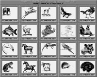 Tiere_5_C.iff