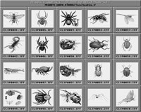 Insekten_1_C.iff