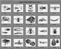 Insekten_1_B.iff