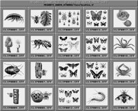Insekten_1_A.iff