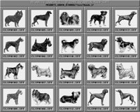 Hunde_2_C.iff