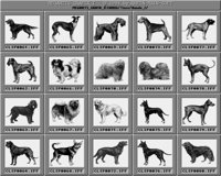 Hunde_2_A.iff
