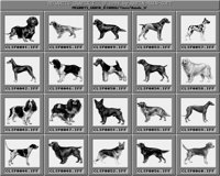 Hunde_1_C.iff