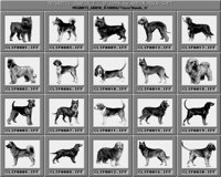 Hunde_1_A.iff